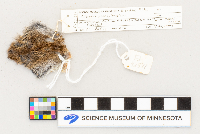 Microtus pennsylvanicus image
