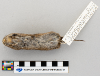 Microtus pennsylvanicus image