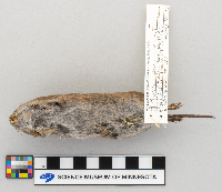 Microtus pennsylvanicus image
