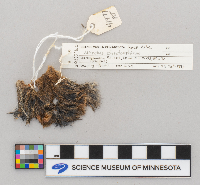 Microtus chrotorrhinus image