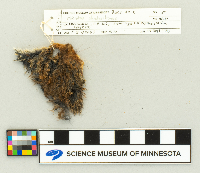 Microtus chrotorrhinus image