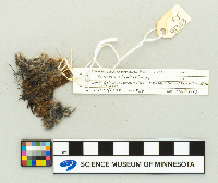 Microtus chrotorrhinus image