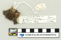 Microtus chrotorrhinus image