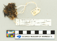 Microtus chrotorrhinus image