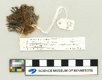 Microtus chrotorrhinus image