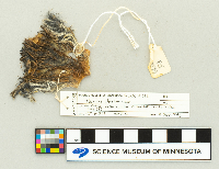 Microtus chrotorrhinus image