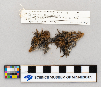 Microtus chrotorrhinus image