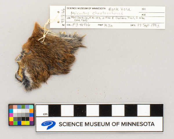 Microtus chrotorrhinus image