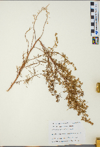 Lechea intermedia image