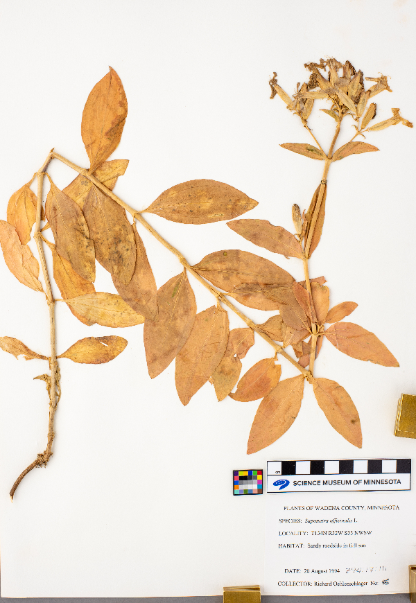 Saponaria officinalis image