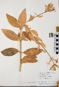 Saponaria officinalis image