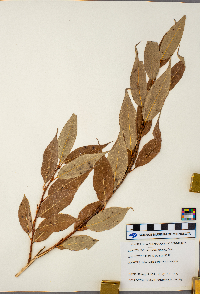 Salix serissima image