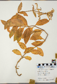 Saponaria officinalis image