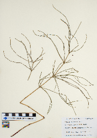 Equisetum arvense image