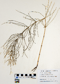Equisetum arvense image