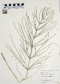 Equisetum arvense image