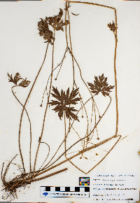 Ranunculus pensylvanicus image