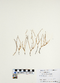 Equisetum arvense image