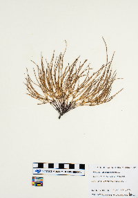 Equisetum arvense image