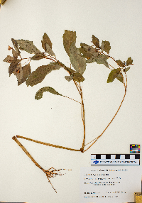 Impatiens pallida image