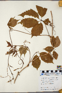 Parthenocissus inserta image