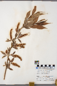 Salix serissima image
