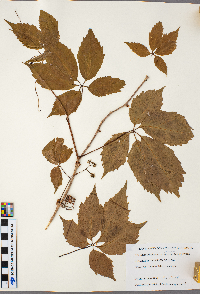 Parthenocissus inserta image