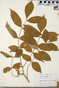 Fraxinus nigra image