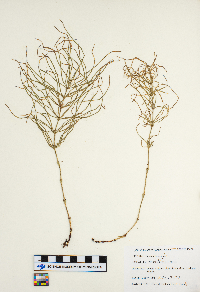 Equisetum arvense image