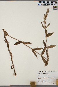 Stachys palustris image