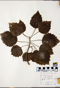 Populus grandidentata image