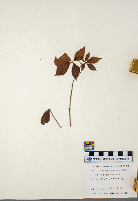 Parthenocissus quinquefolia image