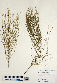Equisetum arvense image