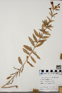 Saponaria officinalis image