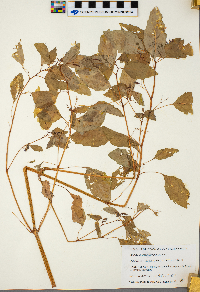 Impatiens pallida image