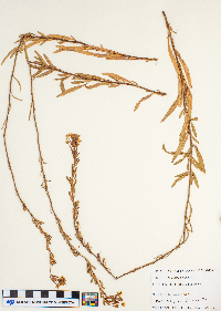 Oenothera perennis image