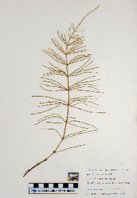 Equisetum arvense image