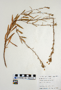 Oenothera perennis image