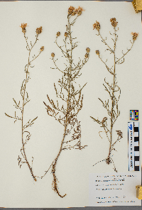 Centaurea stoebe image