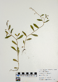 thumbnail image of current specimen