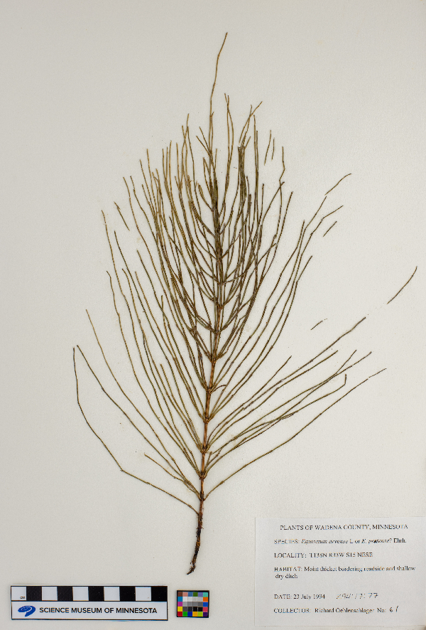 Equisetum arvense image