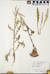 thumbnail image of current specimen