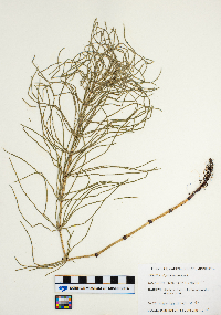 Equisetum arvense image