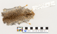 Microtus pennsylvanicus image