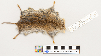 Microtus pennsylvanicus image