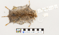 Microtus pennsylvanicus image