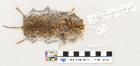Microtus pennsylvanicus image