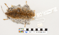 Microtus pennsylvanicus image