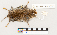 Microtus pennsylvanicus image