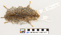 Microtus pennsylvanicus image